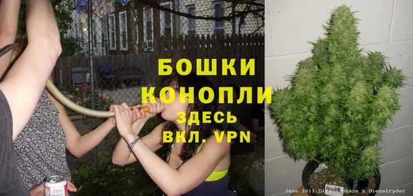 сатива Верея